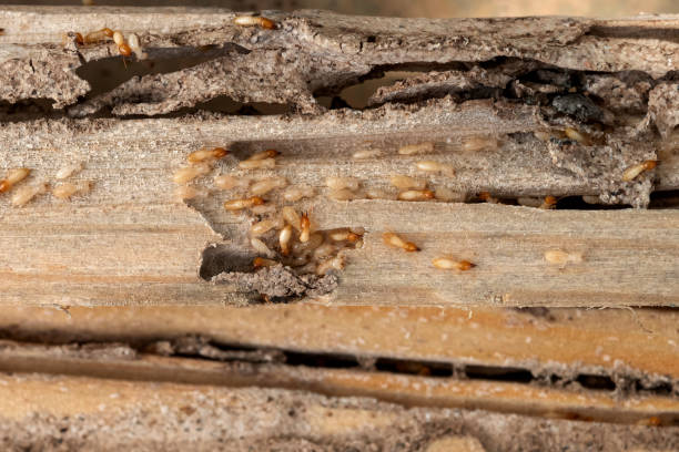 Best Insect Control  in Susan Moore, AL