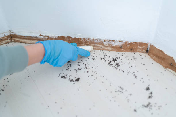 Best Local Pest Control Services  in Susan Moore, AL